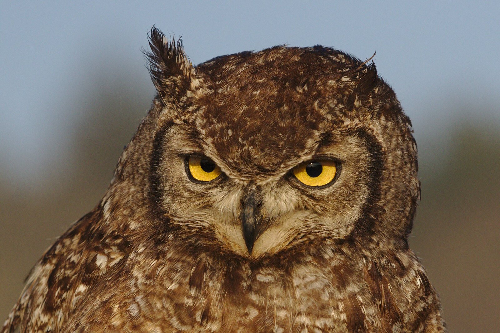 Falconry and Birds of Prey experiences