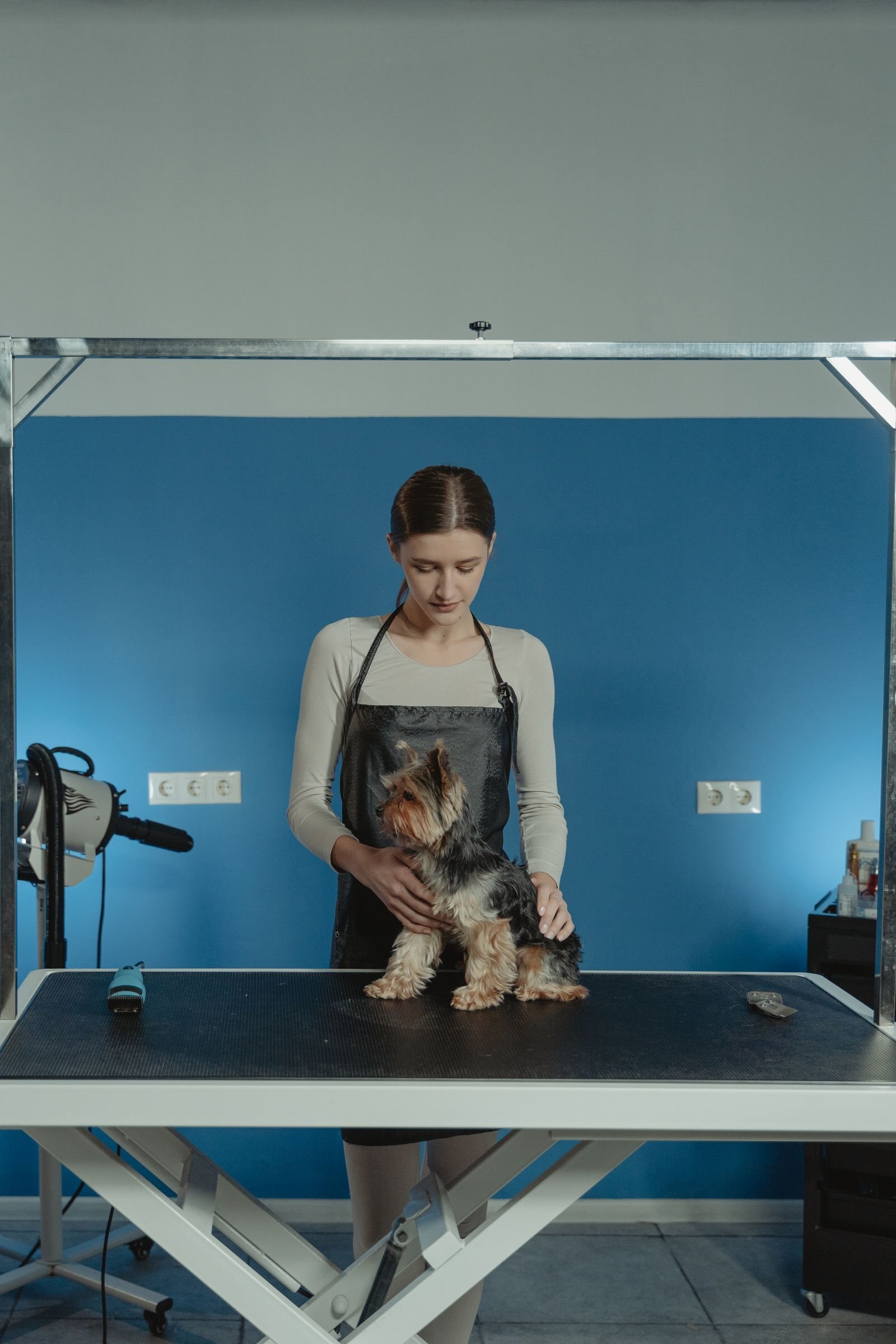 Dog grooming in action