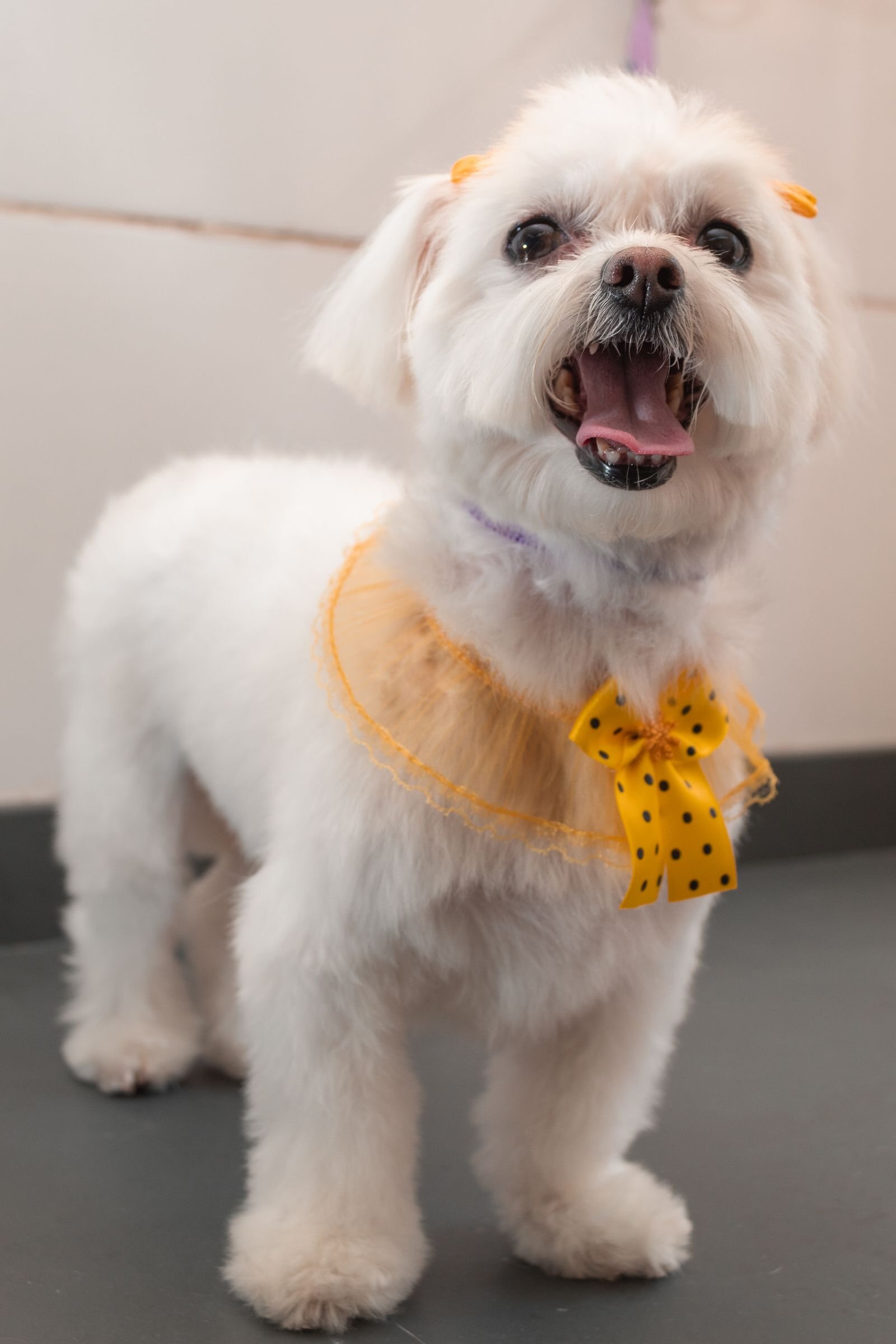 Well-groomed dog